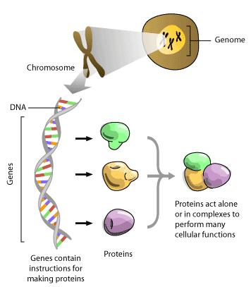 Proteomiks: Protein