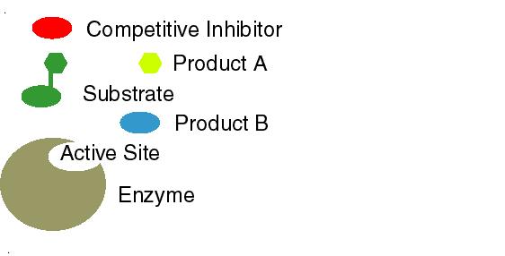 Methotrexate DHFR ni aktive kısmına