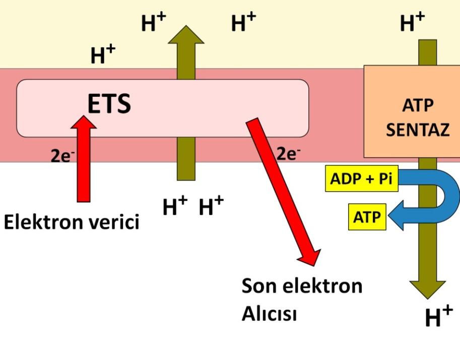 Fotosentez'de bu yolla yapılan ATP üretim yoluna fotofosforilasyon; Oksijenli Solunum'da bu yolla yapılan ATP üretim yoluna Oksidatif Fosforilasyon; Kemosentez'de ise