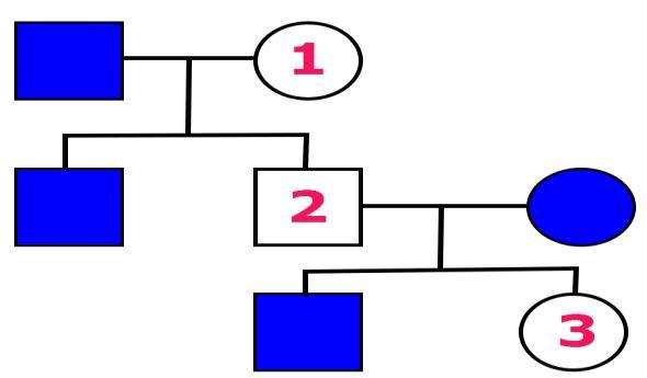 A) Kroozo sayısının değiştiğini B) Hücre sayısının arttığını C) Kroozo yapısının değiştiğini D) Üree ana hücrelerinde gerçekleştiğini 12.