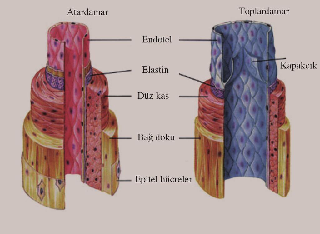 fiekil 1.15: (a) Atardamar ve (b) toplardamar n yap s 3. K lcal Damar K lcal damarlar, atardamar ile toplardamar aras nda yer alan en ince damarlard r.