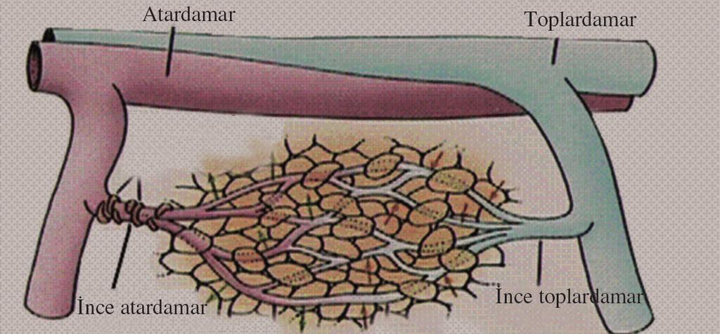 16). fiekil1.16: Atardamar ve toplardamar aras nda yer alan k lcal damarlar. Yap sal olarak atardamar, toplardamar ve k lcal damar karfl laflt r n z. C.