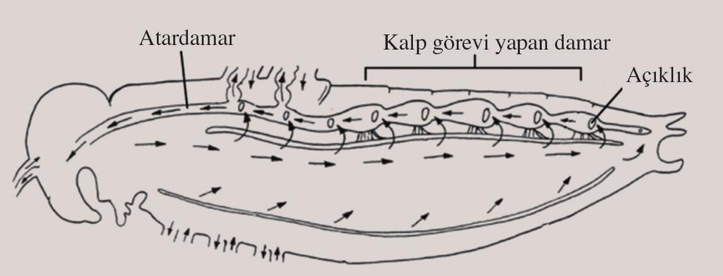 Aç k Dolafl m: Bu sistem böceklerde, eklem bacakl larda ve yumuflakçalar n ço unda görülmektedir. Kalbin kas lmas yla kan aç k olan ön ve yan damardan vücut bofllu una yay l r.