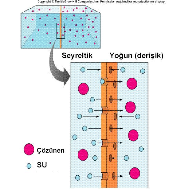 Eğer iki sıvı kompartmanı arasındaki bir zar suya geçirgen, fakat su içinde çözünmüş bazı maddeler için geçirgen değilse (yarı geçirgen membran) ve diffüzyona uğramayan maddelerin konsantrasyonu