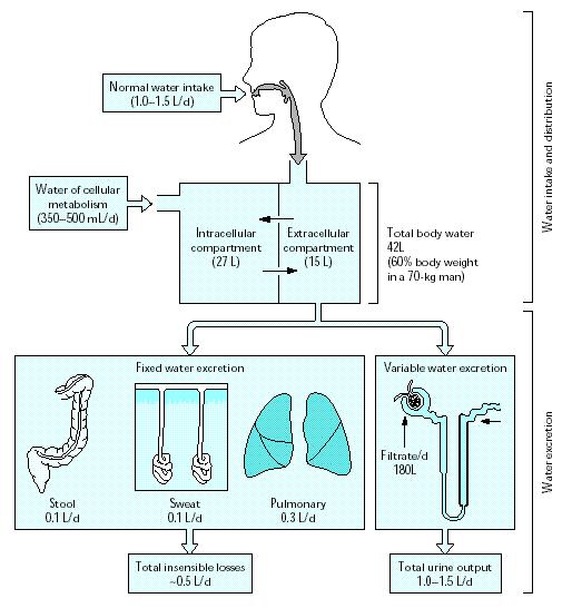 Metabolizma suyu (350-500 ml/günde) Bağırsak 0.1 L/g TOPLAM VÜCUT SUYU Su alımı (1-1.5 L/günde) Ter 0.1 L/gün Hücre içi (27 L) Hissedilmeyen su kaybı (0.5 L/gün) Hücre dışı (15L) Akciğer 0.