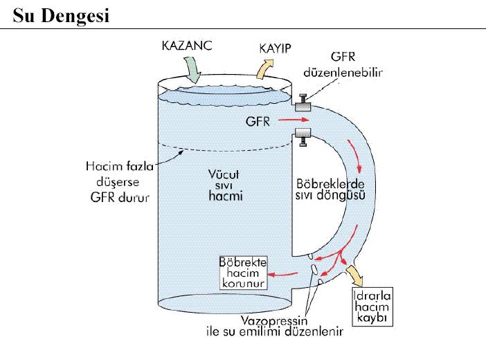 Glomerüler filtrasyon hızı (GFR) ile sodyum atılımının ve ekstrasellüler sıvı hacminin düzenlenmesi Aşırı miktarda tuz alınması, ekstrasellüler sıvı