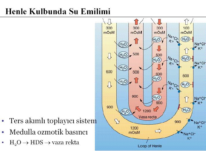 1- Henle kıvrımının inen (ince) kolu İzotonik filtrat Henle kıvrımıyla medullaya girer.