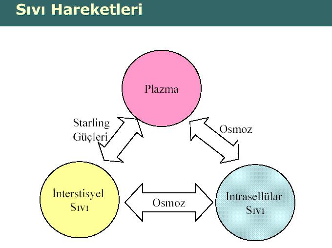 İntrasellüler ve ekstrasellüler bölükler arasında suyun hareketi osmotik basınç farklılığı ile, kapiller