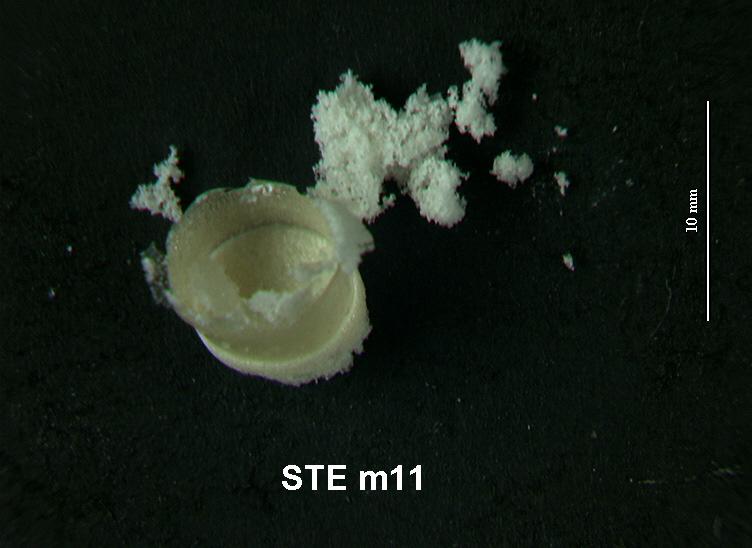 61 sebep olmaktadır. Metanol çözücüsüyle hazırlanmış kemiksi yapı numunelerinin resimleri Şekil 4.3 de görülmektedir.
