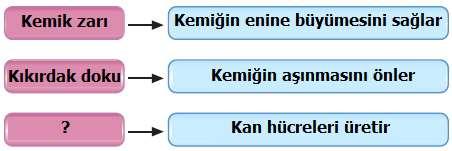 Aşağıdaki tabloda verilen görevleri ait olduğu kan hücresi ile uygun bir şekilde eşleştiriniz. Görevler Alyuvar Akyuvar Kan Pulcukları Mikroplarla savaşır.