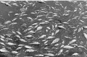 Balık Hastalıkları Su Ürünlerinde Sanosil Dezenfektanları Balık hastalıklarının önemli bir kısmı, Photobacterium phosphoreum, Listeria monocytogenes, Ichthyophomus hoferi, Vibrio cholerae, Shewanella