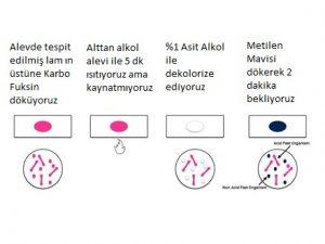 Balgamda EZN sonucunu raporlama Lam en az 300 saha bakıldıktan sonra raporlanmalıdır.