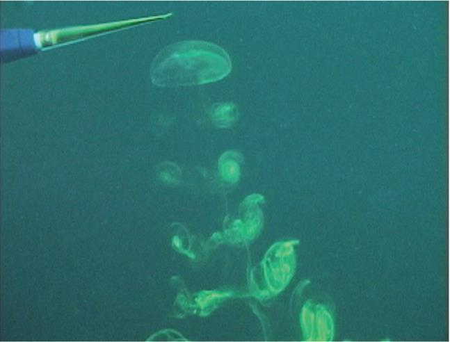 Denizanasının (Aurelia aurita) düzenli yüzme hareketi.