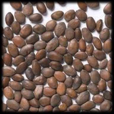 * Cercis siliquastrum (Erguvan) da tohumlar ekimden