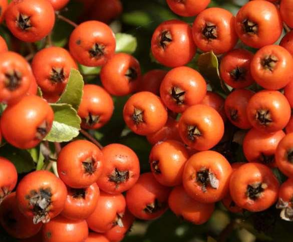 Sorbus (Üvezler) de tohumlar geç sonbaharda olgunlaştıktan * sonra kesilerek toplanır. Meyve kısmı ayakla veya elle ezilir.