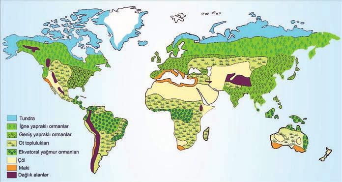 Toprak Tipleri Zonal Topraklar İntrazonal Topraklar Azonal Topraklar Lateritler Halomorfik Topraklar Alüvyal Topraklar Kırmızı Topraklar Hidromorfik Topraklar Lösler Kahverengi Orman Toprakları