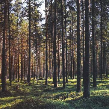 Tayga Ormanları Sert karasal iklimin nemli alanlarında (60 enlemi çevresinde) görülen bu ormanlar, sıcaklığın düşük olmasından dolayı iğne yapraklı ağaçlardan oluşur.