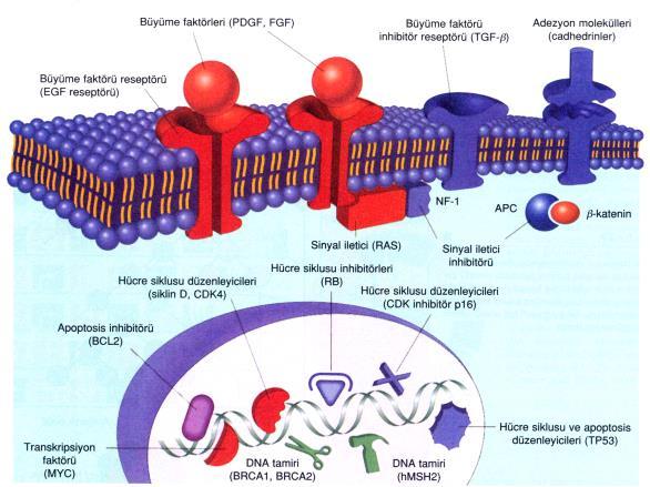 KARSİNOGENEZ II Doç. Dr. Yasemin Özlük 1- Büyüme sinyallerinde kendi kendine yeterlilik Kanser hücrelerinde, hücre büyümesini otonom olarak uyaran genlere onkogen denir.