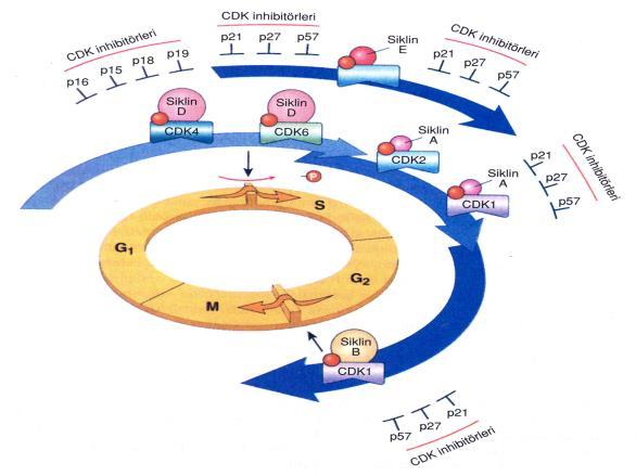 Hücre siklus düzenleyicileri ile ilgili onkogenez Siklin ve sikline bağlı kinazlar Hücrenin, siklüsün çeşitli aşamalarından geçmesi sikline bağlı kinaz (CDK) ve siklinler aracılığıyla olur.