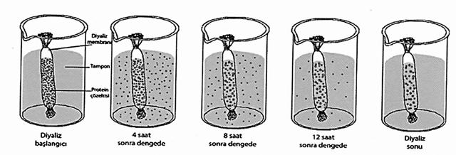 Amonyum sülfat çöktürmesi Belirli doygunluk derecesine göre eklenen amonyum sülfat değişik molekül ağırlığındaki enzimlerin çökmesine neden olur.