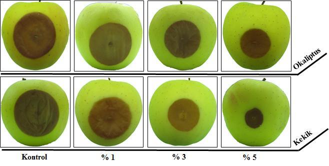 138 Şekil 31, 32 ve 33 de ise farklı konsantrasyonlardaki uçucu yağların bu fungal etmenlere karşı gösterdikleri antifungal etkilerin elmalar üzerindeki görünümleri verilmiştir.