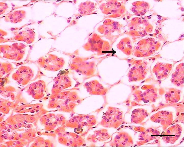 Bar: 40 µm Duodenum Lamina epitelyalis, lamina propria, submukoza ve tunika muskularis bölgeleri dikkate alındı.