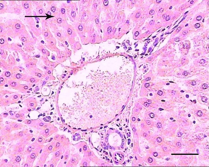 BÖBREK MĠDE K. CĠĞER DUO. DALAK H. GÜN, E. DEMĠRBAĞ, K. ÇINAR Şekil 9. Alkol-formalin solüsyonu. Karaciğer. Kiernan aralığı ve hepatosit (ok). H&E. Bar: 40 µm Şekil 10. Orth solüsyonu. Karaciğer. Kiernan aralığı ve hepatosit (ok). H&E. Bar: 40 µm Çizelge 1.