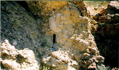 14. Asmaboğazı formasyonundaki iri boyutlu Hippurites fosilleri (Karapınar GB sı) (Uçar 2002 den alınmıştır) Çaldağ