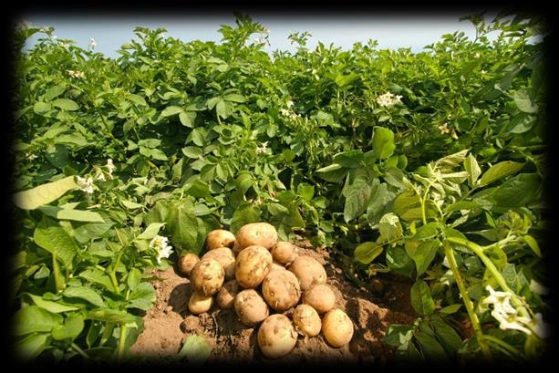 Soil preparation : Potato fertilization program ORGALIG : 20-40 kg /da (Mixed with soil fertilizers) Before sewing: Biotech 30: 5 lt : * The