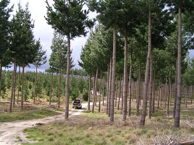 Pinus radiata endüstriyel plantasyonları