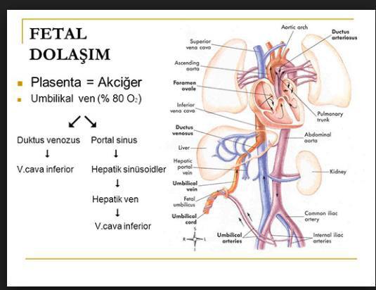 Fetal dolaşı Fetal dolaşı da ak iğerler fo ksiyo dışıdır.