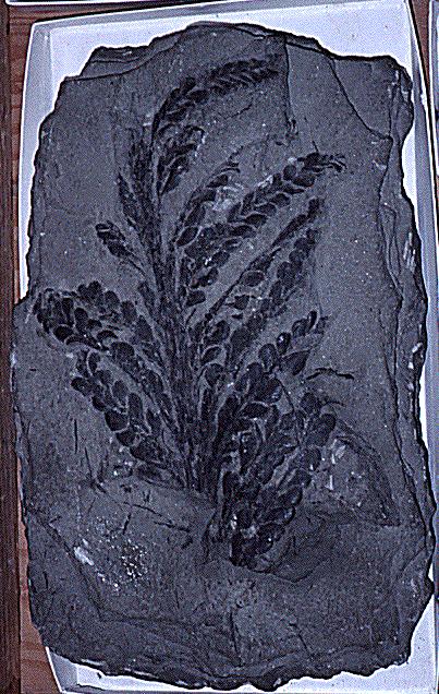 DEVONİYEN BİTKİ FOSİLLERİ Archaeopteris, ilk gymnosperm lerdendir (Conifer).