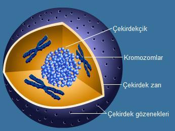 Hücre çekirdeği dört kısımdan oluşur: 1- ÇEKİRDEK ZARI 2-