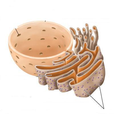 1. Düz Endoplazmik Retikulum Ribozom içermezler, tüplerden oluşan bir ağ şeklindedir Lipid sentezinden (steroid hormon ve trigliserit vb.