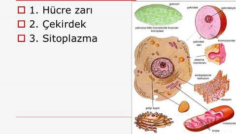 zarı, sitoplazma