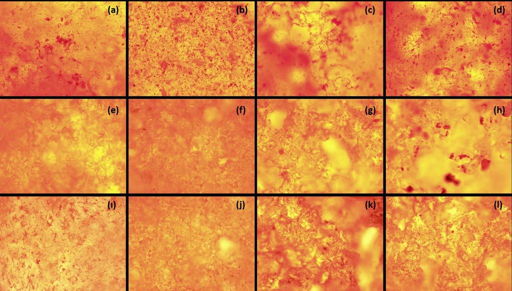 Şekil 4.22. Kitosan bazlı membranlar üzerinde çoğalan MC3T3-E1 hücrelerine ait ALP boyama sonrası optik mikroskop görüntüleri: Ch membran: (a) 7. gün, 20X; (e) 14. gün, 20X; (ı) 21.