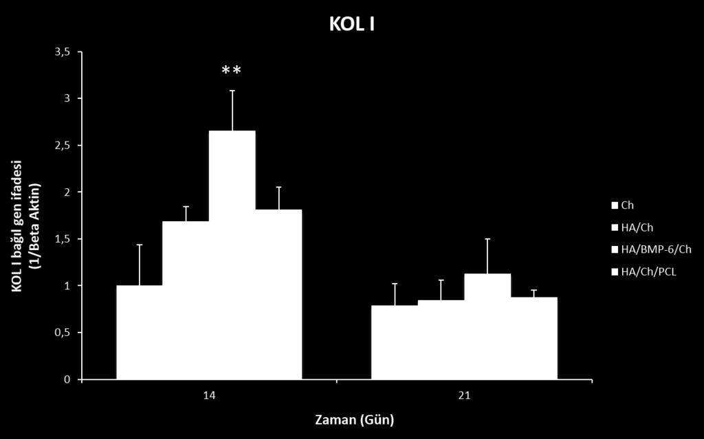 4.5.1.4. RT-PCR Analizleri Osteojenik farklılaşma sırasında kollajen I (KOL I), osteonektin, kemik siyaloproteini, osteopontin (OPN) ve osteokalsin (OCN) gibi genlerin ekspresyonlarında artış