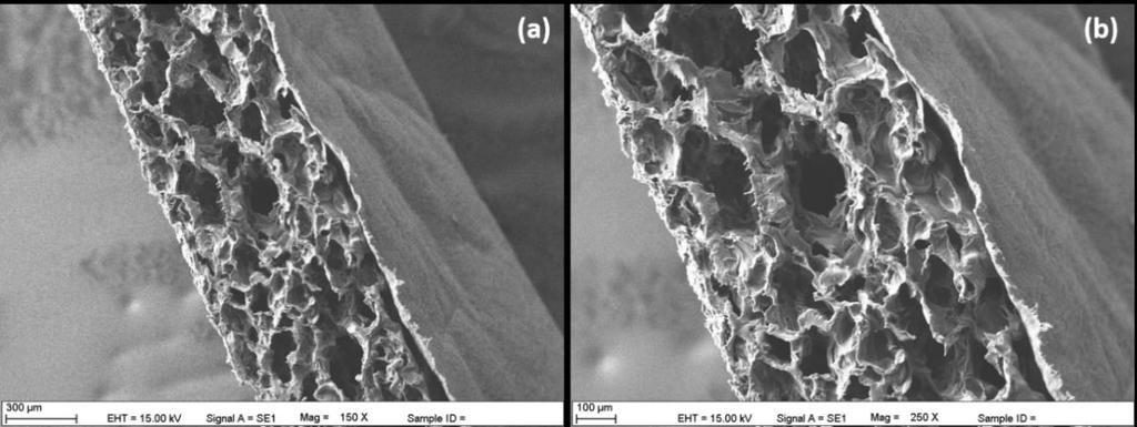 Şekil 4.13. Tez kapsamında geliştirilen bariyer membrana ait kesit SEM görüntüleri: (a) 150X, (b) 250X 4.4.2. Şişme Çalışmaları HA/Ch/PCL membranın 37 C de PBS içerisinde (ph=7.