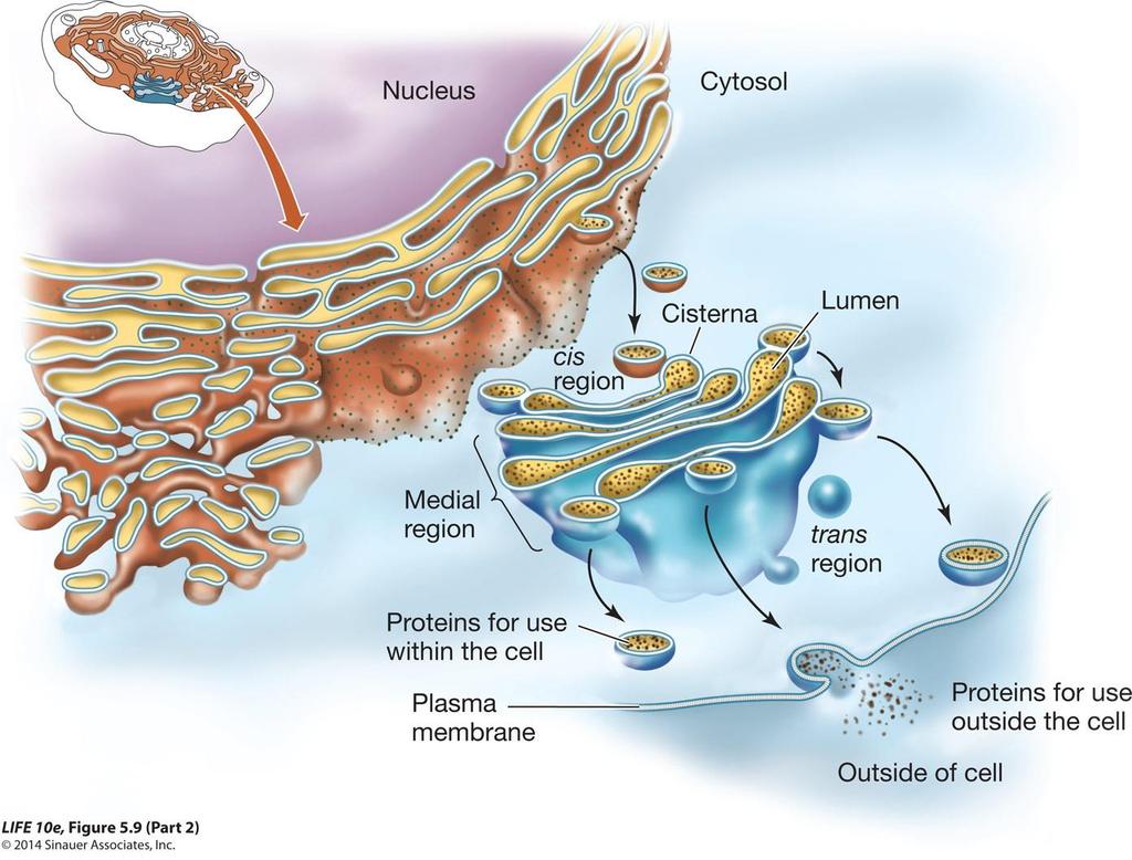 6.1 Biyolojik zarların yapısı Zarlar dinamiktir: