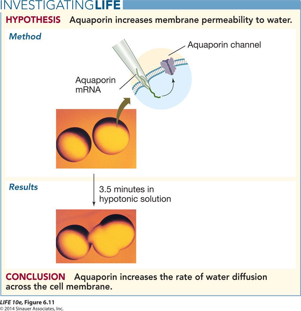 Figure 6.11 Aquaporinler zarın suya karşı geçirgenliğini artırır Hipotez: Aquaporin zarın suya geçirgenliğini artırır.