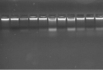14 Şekil 3.2.2.4.2.1. 14-O isimli genotipin genomik DNA Jel görüntüsü 3.2.2.5.