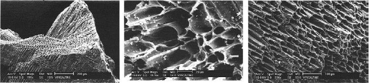 1 de hindistan cevizi esaslı aktif karbonun taramalı elektron mikroskobundaki (SEM) şekli görülmektedir. Şekil 2.