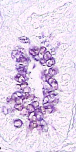 D. DİLER, S. KELEK, K. ÇINAR Şekil 11. L. epiteliyalisde sülfatlı ve asidik mukosubstans içeren Goblet hücresi (yıldız), AF (ince ok) ve AB ph 2.