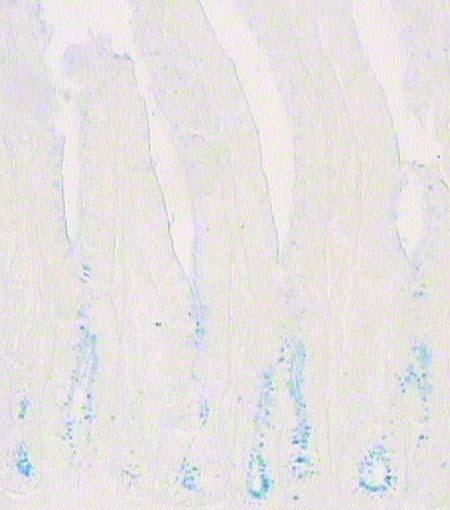 Goblet hücresi (kalın ok), 7 günlük dönem, PAS/AB ph 2.5 boyama yöntemi, X200 Şekil 2. L.
