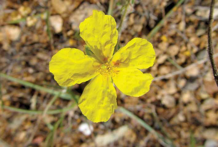 Helianthemum kotschyanum Boiss. Kır güngülü Ülkemizde sadece Adana ve Orta Fırat bölümlerinden bilinen bir türdür. 100-400 m bozkırlarda yetişir.