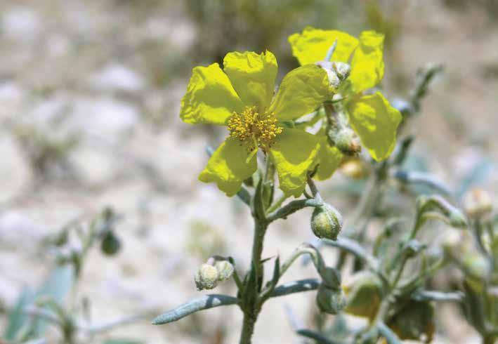 Helianthemum germanicopolitanum Bornm. Özge güngülü Endemik Ülkemizde sadece Çankırı da yetişen lokal endemik bir türdür.