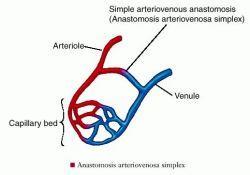 3. ARTERİYO-VENÖZ ANASTOMOZLAR: Burada, arteriyel kan, kılcal ağına geçmeden venöz yarıma ulaşır. Arter ve ven arasında kısa yoldan bağlantı yapan bir damar kolu vardır.