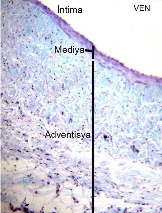 Büyük venalar: Ekstremiteler, baş, karaciğer ve vücut duvarından gelen venöz kanı kalbe taşıyan damarlardır. Örn.; V.kava, V.pulmonalis V.hepatika, V.jugularis katmanları; 1.