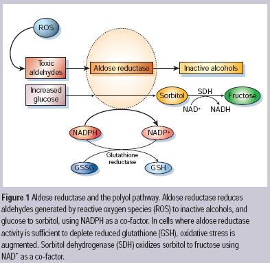 Ca +2 regülasyonundan sorumlu elemanlarda diyabete bağlı olarak gözlenen moleküler değişiklikler: Fonksiyon(aktivite) Protein ekspresyonu mrna ekspresyonu β 1 -AR L-tipi