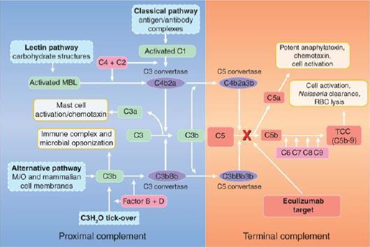 Kompleman İnhibitörleri Eculizumab Kompleman C5 e karşı humanize monoklonal Ab C5 e bağlanarak C5a-C5b ayrışmasını engeller ve terminal